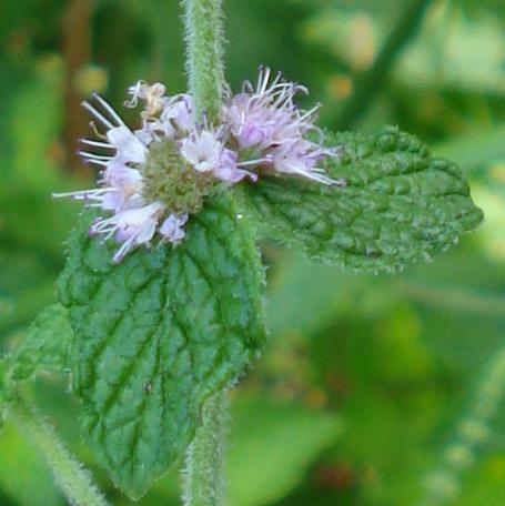 Mentha suaveolens ssp. insularis